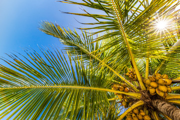 Fototapeta premium Tropical trees with blue sky background concept. Exotic nature backdrop, tropical jungle abstract view