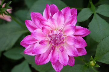 Purple dahlia flower blooms in the garden, Kumrokhali, West Bengal, India