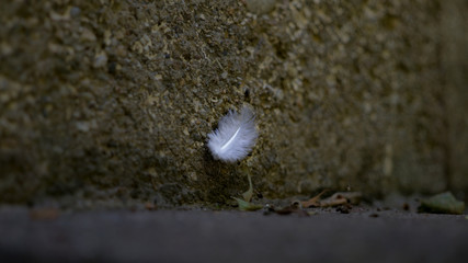 the feather at the stair