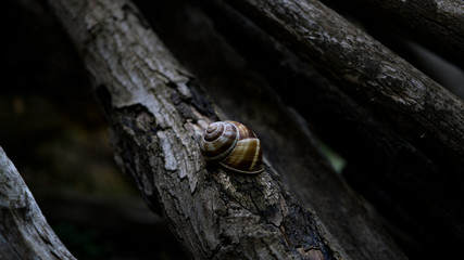 the snail shell with natural background