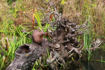 American mink (Neovison vison) fishing and swimming - posing near pond