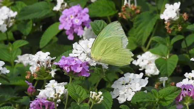 Monarch Butterfly on a pink flower in a Garden. Butterfly closeup on an orange flowerButterfly closeup on an orange flower