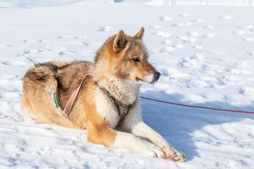 Hundeschlitten in Kangerlussuaq