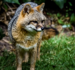 Naklejka na ściany i meble red fox on background of green grass