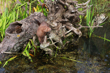 American mink (Neovison vison) fishing and swimming - posing near pond