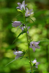 Nesselbl&auml;ttrige Glockenblume