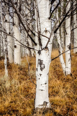 White barked Aspen tree grove forest
