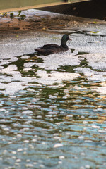 Pato nadando sobre lago lleno de espuma