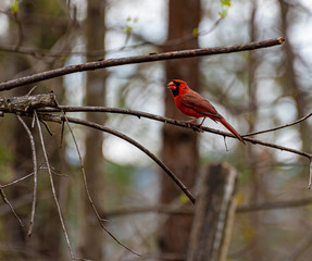 red bird on a branch
