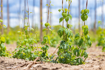 Hop field, early spring time near Zatec, Czech Republic