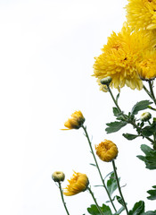 A bouquet of bright yellow chrysanthemums isolated on a white background..