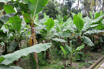 Banana trees in Kumrokhali, West Bengal, India