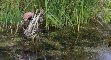 American mink (Neovison vison) fishing and swimming - posing near pond