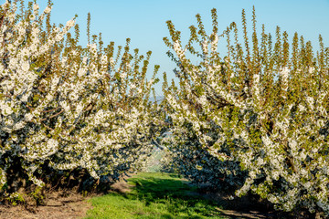 Trees in a fruit orchard in the spring time