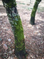 tronco arbol cubierto de musgo verde