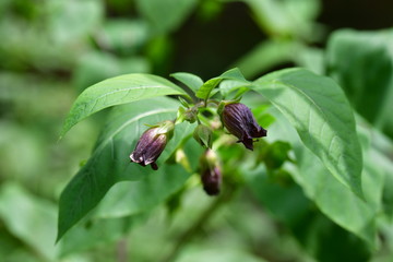 Tollkirsche, Blüten