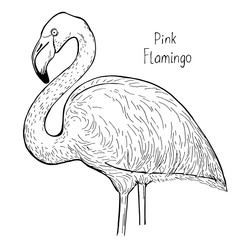 Hand drawn ink pen realistic flamingo on white background. Vector illustation. Perfect for coloring book, print, card.