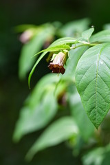 Tollkirsche, Blüte