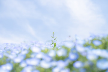 ネモフィラ　青い花