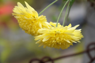 A yellow flower is blooming in the garden, Kumrokhali in West Bengal, India