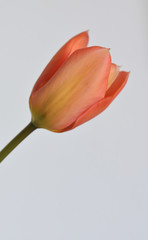 Macro image of an orange tulip