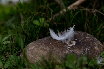 feather closeup on a stone with white bird