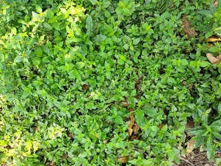 background of green leaves