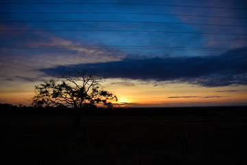 Fototapeta na wymiar Sol en el horizonte, silueta de arbol, cielo naranja y azul cableado electrico