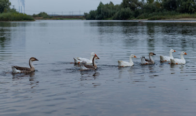 Naklejka na ściany i meble a flock of geese floats on the river