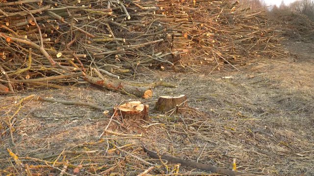 Landscape with stumps of felled trees near a stack of the tree trunks and branches. The scene after overgrowing rural territory remediation and forest cutting work. Footage with a zoom-out move.