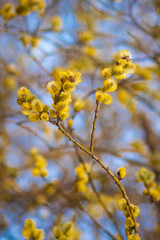 Willow blossom in spring. Bright yellow flowers against a blue sky.