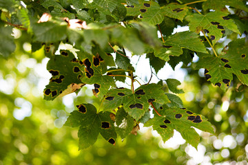 spotted sycamore leaves