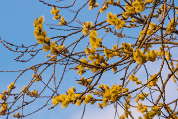 Willow blossom in spring. Bright yellow flowers against a blue sky.
