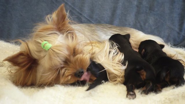 dog feeds puppies. female yorkshire terrier and her children. mother gently cares for children. cute puppy