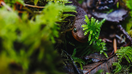 Newt