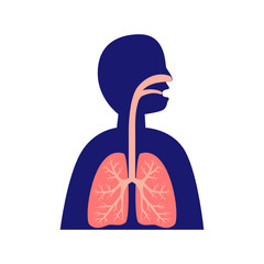 healthy human lungs flat design vector, respiratory system