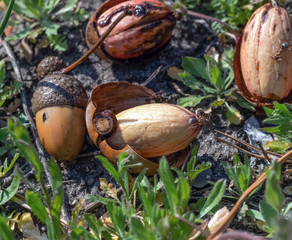 Sprouted seed acorn
