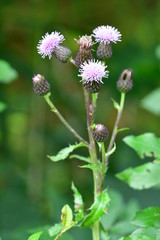 Acker-Kratzdistel