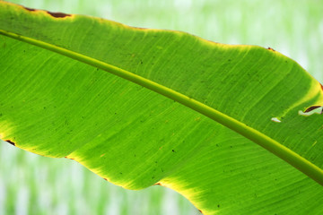 Banana tree leafs, Kumrokhali, West Bengal, India