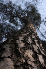 a picture of the spring forest