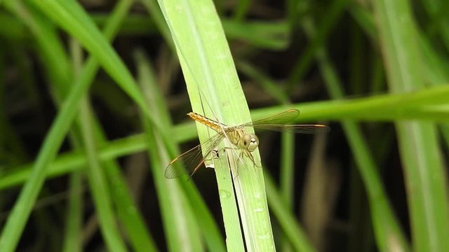 blue dragonfly. Macro shots, Beautiful nature scene dragonfly.. Dragonfly, dragonfly , blue dragonflies, insects, nature.
