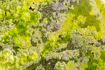 Green liquid in a petri dish