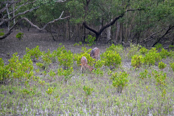 Young chital deer, Axis axis, Mangrove forest, Sundarbans, Ganges delta, West Bengal, India