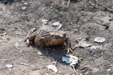 The huge earth toad (bufonidae) with beautiful eyes
