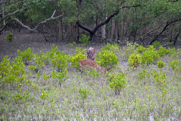 Young chital deer, Axis axis, Mangrove forest, Sundarbans, Ganges delta, West Bengal, India