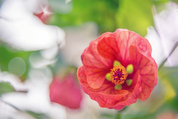 Red abutilon hybridum flower, selective focus, blurred bokeh background.