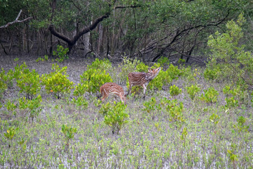 Young chital deer, Axis axis, Mangrove forest, Sundarbans, Ganges delta, West Bengal, India