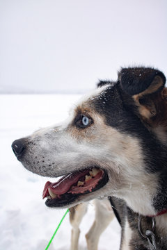 Schlittenhund Finnland