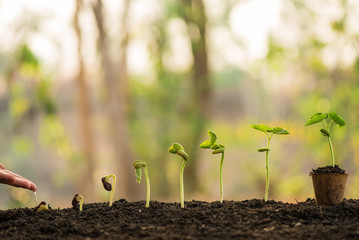 hand nurturing and watering young baby plants growing in germination sequence on fertile soil with morning light green nature bokeh background. agriculture, growing plants, plant seedling, gardening.