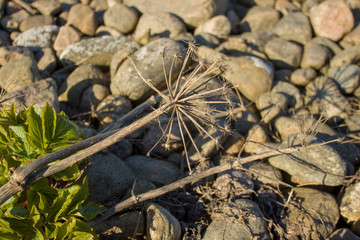 on the shore among the stones lies a dried hemlock spotted